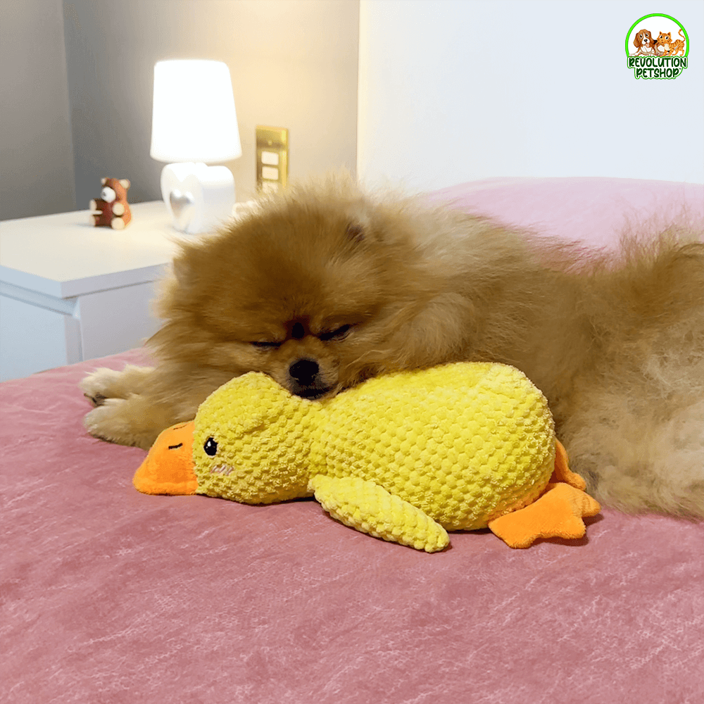 PAPERO CALMANTE QUACKOTTO™