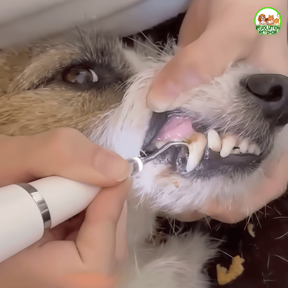 ZampaDent™ Dispositivo Professionale per la Pulizia Dentale del Cane