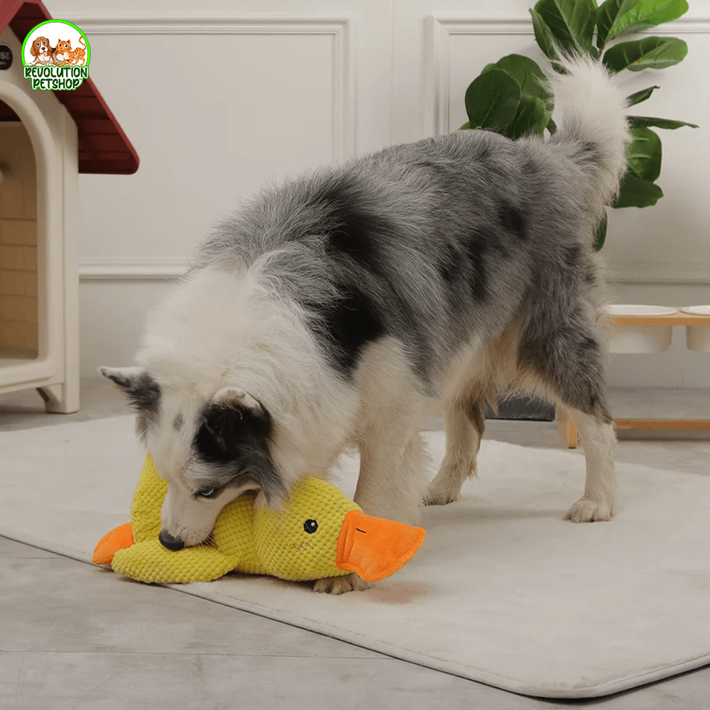 PAPERO CALMANTE QUACKOTTO™