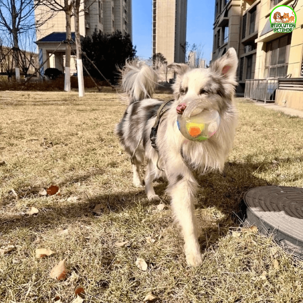 ZAMPAGOL™ PALLA DA CALCIO PER CANI