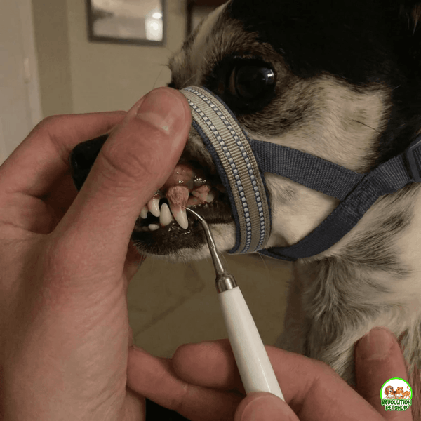 MusoDent™  Fascia Apribocca di supporto per la pulizia dentale