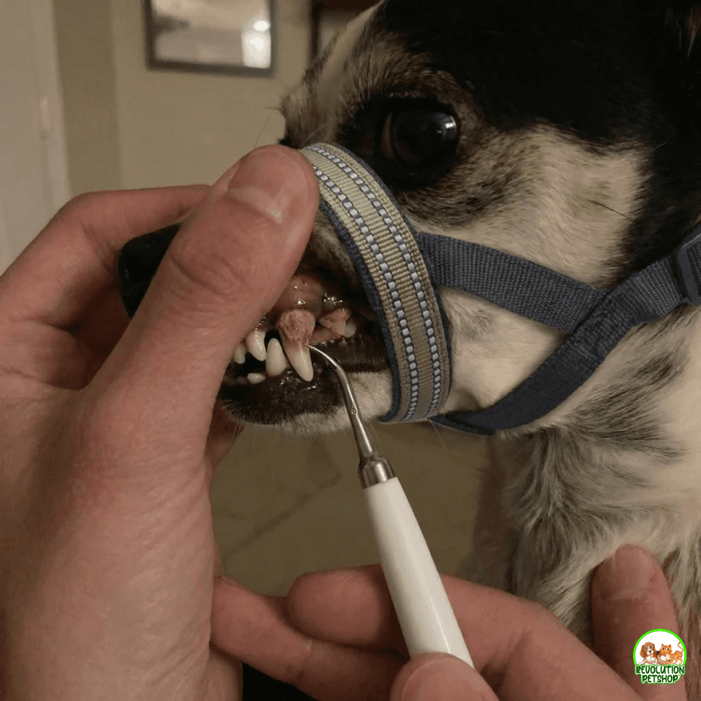 MusoDent™  Fascia Apribocca di supporto per la pulizia dentale