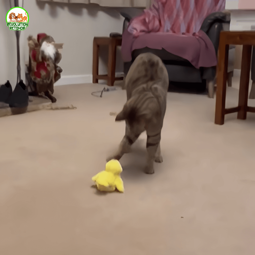 MICIOQUACK® PULCINO INTERATTIVO PER GATTI