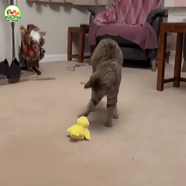 MICIOQUACK® PULCINO INTERATTIVO PER GATTI