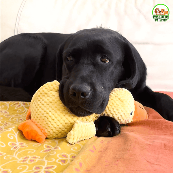 PAPERO CALMANTE QUACKOTTO™