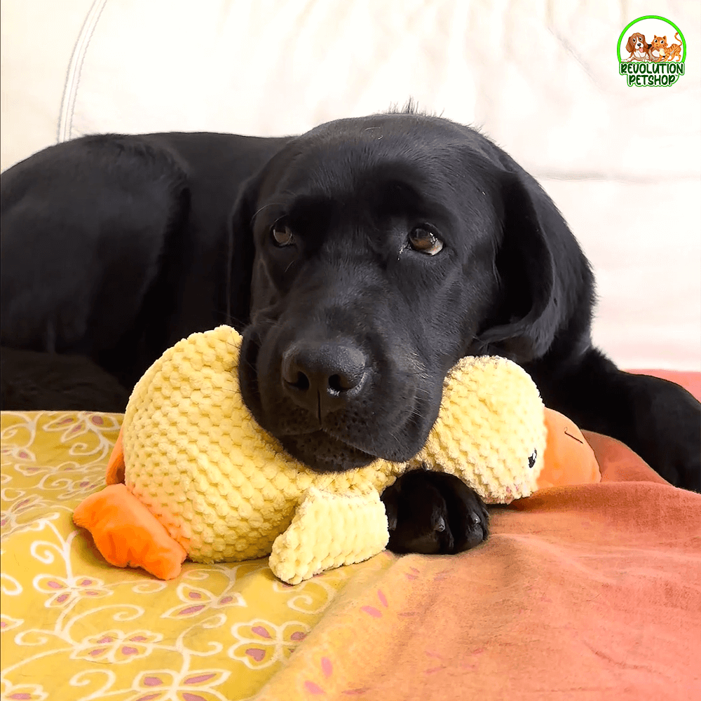 PAPERO CALMANTE QUACKOTTO™