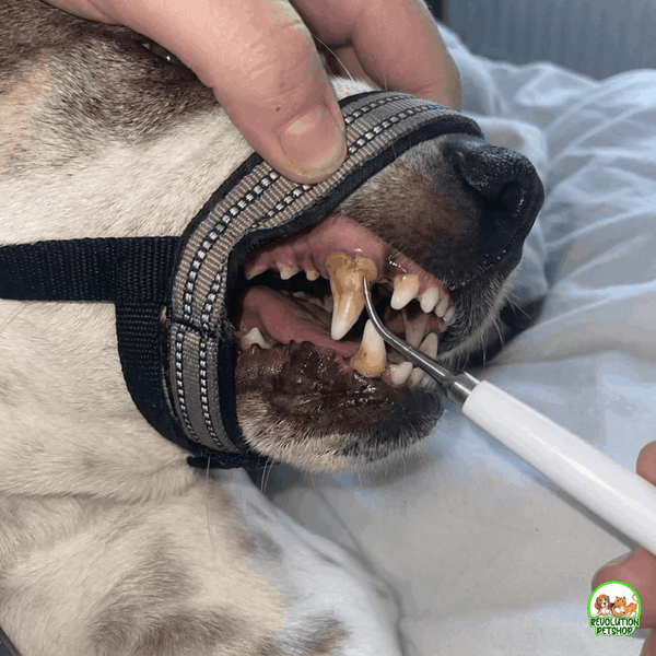 MusoDent™  Fascia Apribocca di supporto per la pulizia dentale